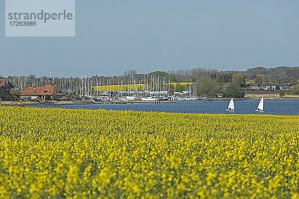 Blühende Rapsfelder bei Arnis  Boote  Schlei  Schleswig-Holstein  Deutschland  Europa