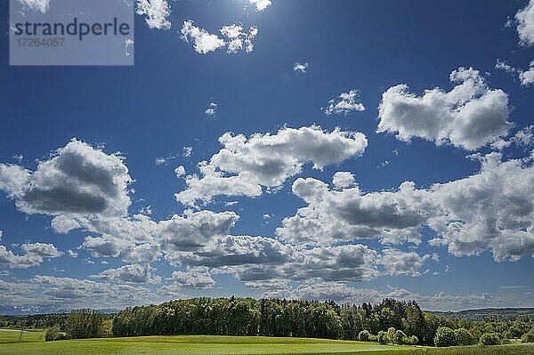 Haufenwolken (Cumulus)  Mischwald  Voralpenland bei Deining  Oberbayern  Bayern  Deutschland  Europa