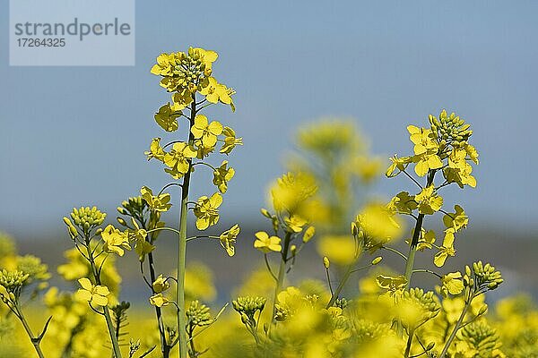 Blühendes Rapsfeld bei Kopperby  Kappeln  Schlei  Schleswig-Holstein  Deutschland  Europa