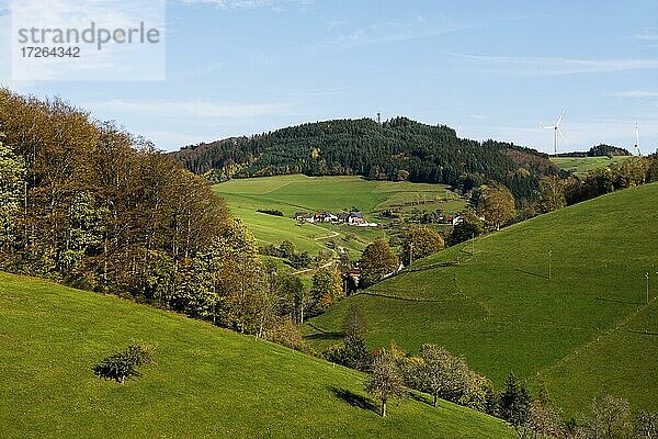 Hühnersedel  Herbst  bei Freiamt  Freiburg im Breisgau  Schwarzwald  Baden-Württemberg  Deutschland  Europa