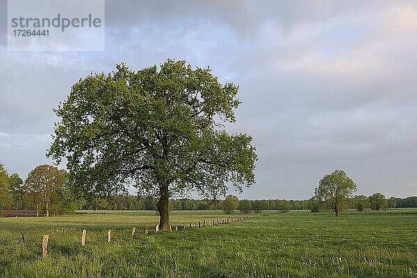 Wiesenlandschaft mit Einzelbäumen  Mai  Gahlen  Nordrhein-Westfalen  Deutschland  Europa