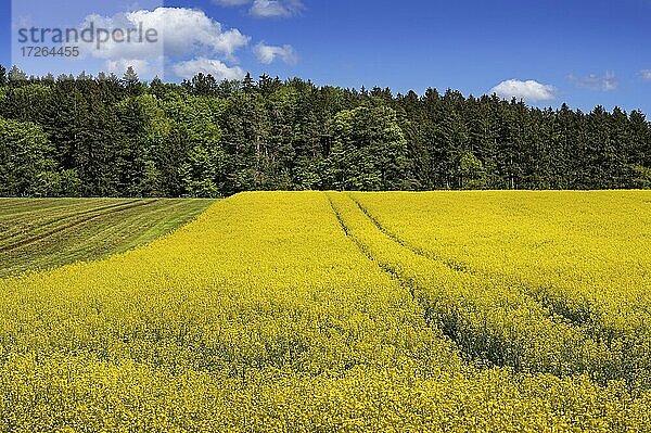 Raps (Brassica napus)  Rapsfeld am Rand eines Mischwalds und Haufenwolken (Cumulus)  bei Deining  Oberbayern  Bayern  Deutschland  Europa