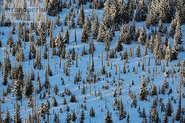 Abgestorbene Baumstämme und Fichten (Picea abies) im Winter  Berg Lusen  Bayerischer Wald  Bayern  Deutschland  Europa