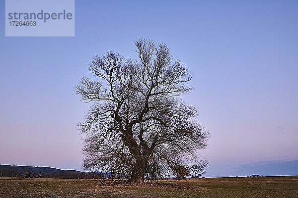Bruch-Weide (Salix fragilis)  Abendlicht  Oberpfalz  Bayern  Deutschland  Europa