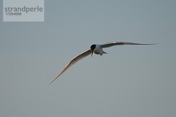 Brandseeschwalbe (Sterna sandvicensis)  Altvogel  im Flug  April  Insel Texel  Nordsee  Nordholland  Niederlande  Europa