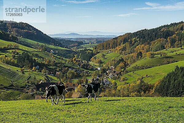 Blick vom Hühnersedel ins Rheintal  Herbst  bei Freiamt  Freiburg im Breisgau  Schwarzwald  Baden-Württemberg  Deutschland  Europa