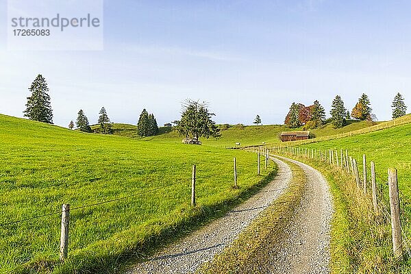 Landschaft bei Rieden am Forggensee  Ostallgäu  Allgäu  Schwaben  Bayern  Deutschland  Europa