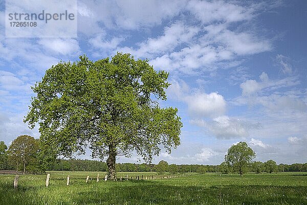 Wiesenlandschaft mit Einzelbäumen  Mai  Gahlen  Nordrhein-Westfalen  Deutschland  Europa
