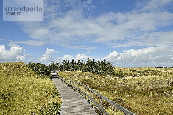 Bohlenweg und Nadelbäume in den Dünen  Norddorf  Amrum  Nordfriesische Insel  Nordfriesland  Schleswig-Holstein  Deutschland  Europa