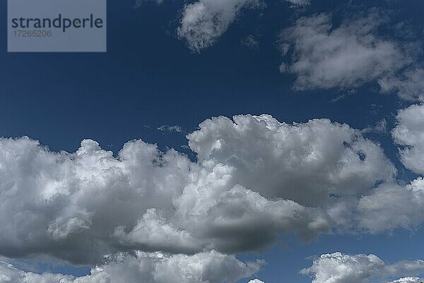 Haufenwolken (Cumulus)  blauer Himmel  Deutschland  Europa