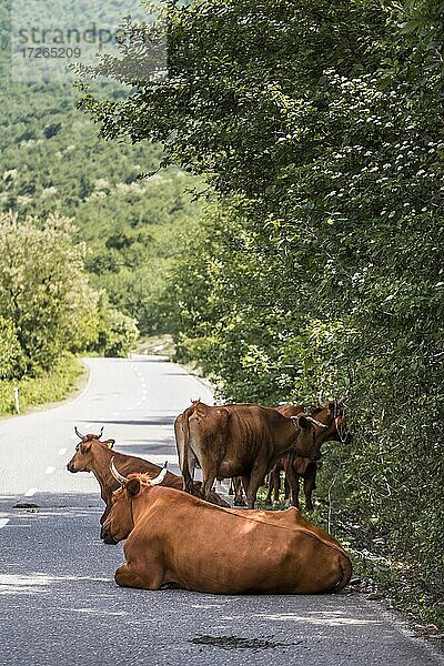 Rinder auf der Straße  Georgien  Asien