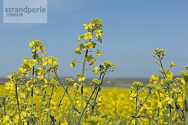 Blühendes Rapsfeld bei Kopperby  Kappeln  Schlei  Schleswig-Holstein  Deutschland  Europa