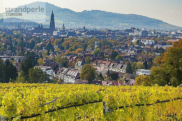 Freiburger Münster im Herbst mit Weinberg  Freiburg im Breisgau  Baden-Württemberg  Deutschland  Europa