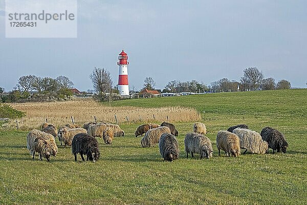 Norwegische Schafe vor Leuchtturm  Falshöft  Geltinger Bucht  Schleswig-Holstein  Deutschland  Europa
