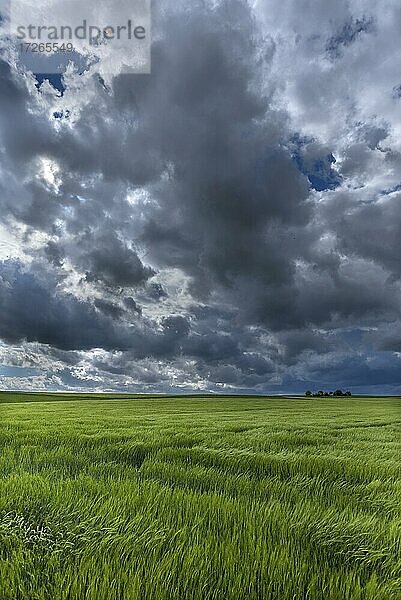 Regenwolken (Nimbostratus) über einem unreifen Gerstenfeld (Hordeum vulgare) Bayern  Deutschland  Europa