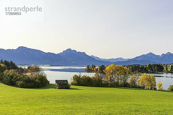 Forggensee bei Füssen  Tannheimer Berge  Ostallgäu  Bayern  Deutschland  Europa