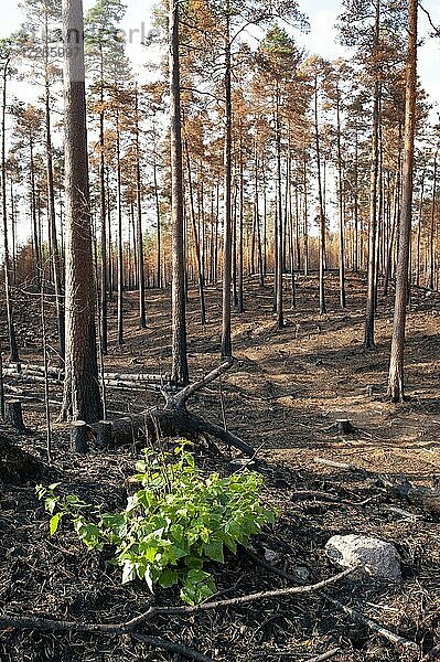 Kiefernwald (Pinus sylvestris) mit jungem Baum nach künstlich gelegtem Waldbrand als Naturschutzmaßnahme  Nationalpark Norra Kvill  Småland  Kalmar Län  Schweden  Europa