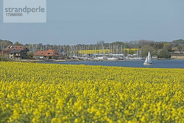 Blühende Rapsfelder bei Arnis  Boote  Schlei  Schleswig-Holstein  Deutschland  Europa