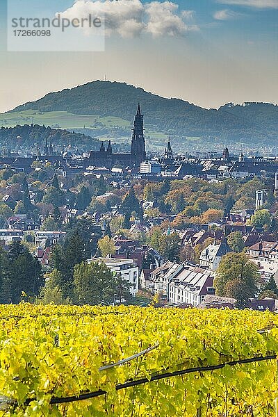 Freiburger Münster im Herbst mit Weinberg  Freiburg im Breisgau  Baden-Württemberg  Deutschland  Europa