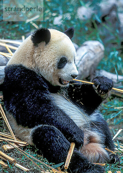China  Sichuan  Chengdu  Großer Panda  (Ailuropoda melanoleuca ) beim Essen von Bambusstäben