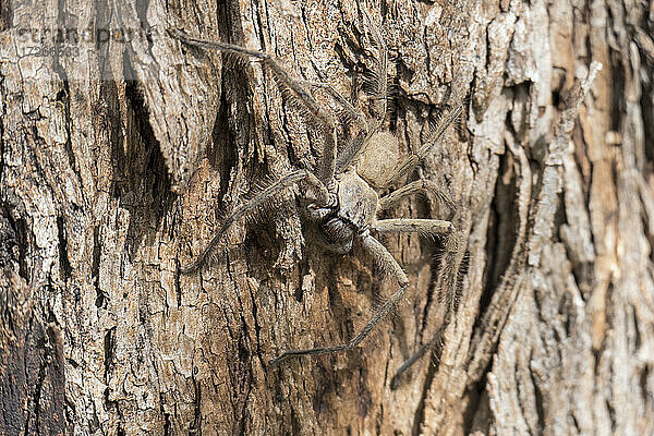 Australien  New South Wales  Kandos  Nahaufnahme von Huntsman Spider (Heteropoda venatoria ) auf Baumrinde