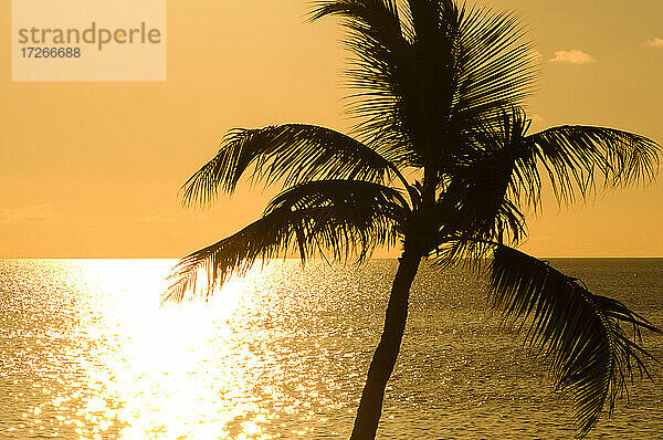 USA  Florida  Boca Raton  Silhouette einer Palme gegen das Meer bei Sonnenaufgang