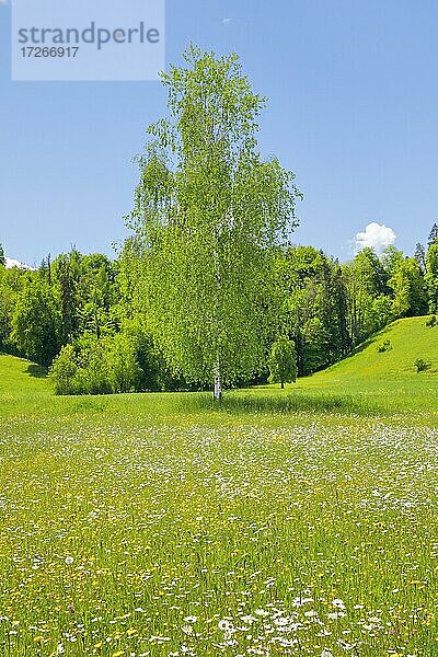 Einzelne Birke in Blumenfeld bei Sonnenschein im Frühling  Maur im Kanton Zürich  Schweiz  Europa