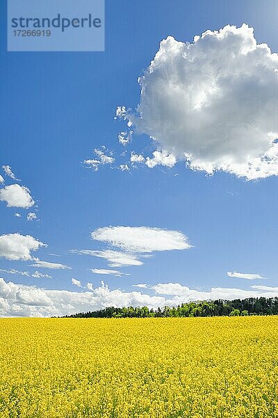 Blühendes Rapsfeld unter blauem Himmel  Schweiz  Europa