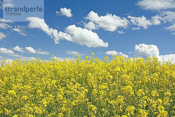 Blühendes Rapsfeld unter blauem Himmel  Schweiz  Europa