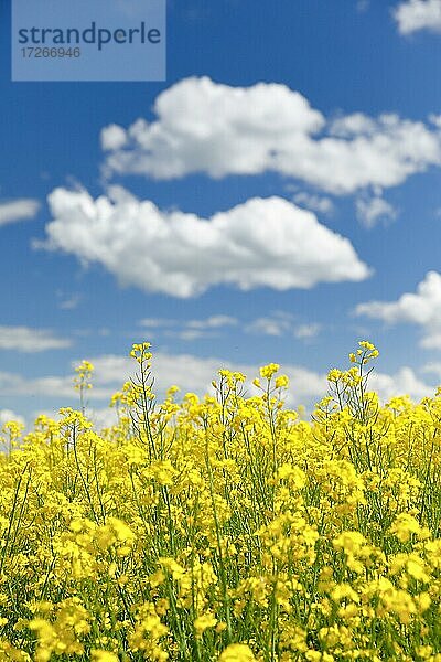 Blühendes Rapsfeld unter blauem Himmel  Schweiz  Europa