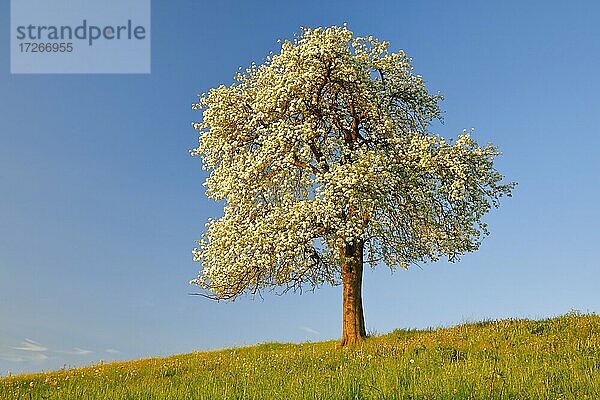 Solitärbaum  bühender Birnbaum im Frühling im Abendlicht  Zürcher Oberland  Schweiz  Europa