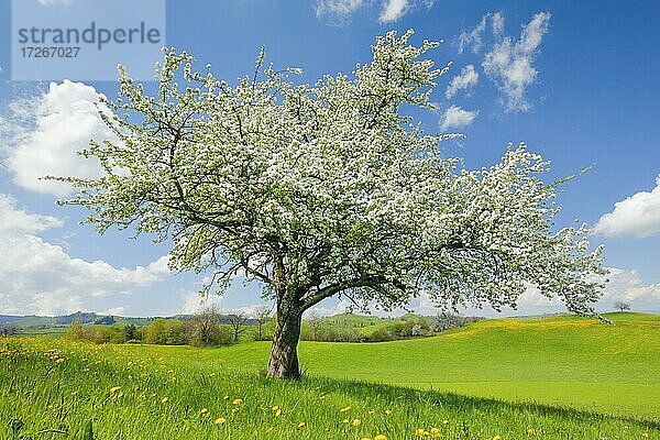 Solitärbaum  blühender Birnbaum im Frühling auf dem Hirzel  Schweiz  Europa