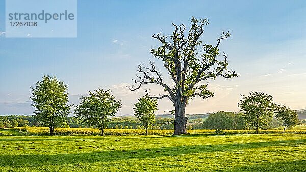 Wiese mit alter knorriger solitärer Eiche (Quercus robur) im Frühling unter blauem Himmel  ehemaliger Hutebaum  Naturdenkmal  Abendlicht  Reinhardswald  Hessen  Deutschland  Europa