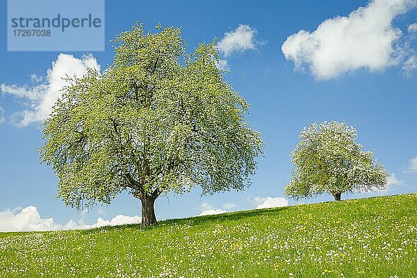 Zwei blühende Birnbäume im Frühling in blühender Wiese auf dem Hirzel  Schweiz  Europa