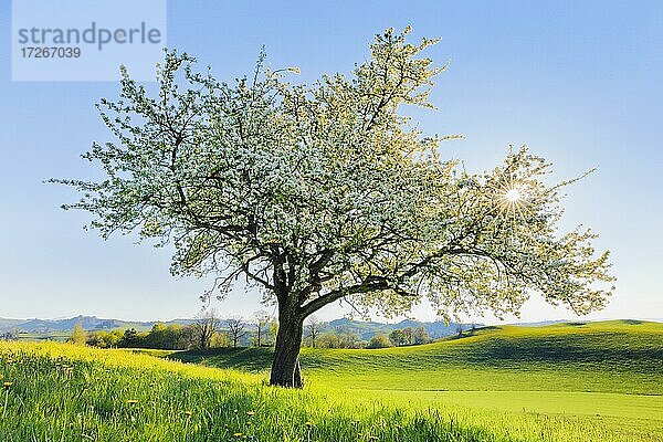 Blühender Birnbaum im Frühling im Gegenlicht auf dem Hirzel  Schweiz  Europa