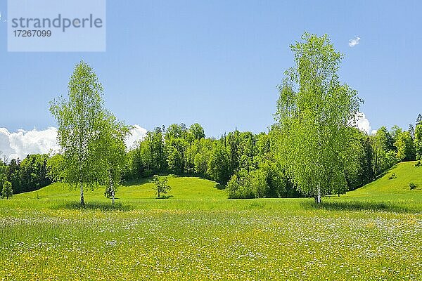 Zwei Birken in Blumenfeld bei Sonnenschein im Frühling  Maur im Kanton Zürich  Schweiz  Europa