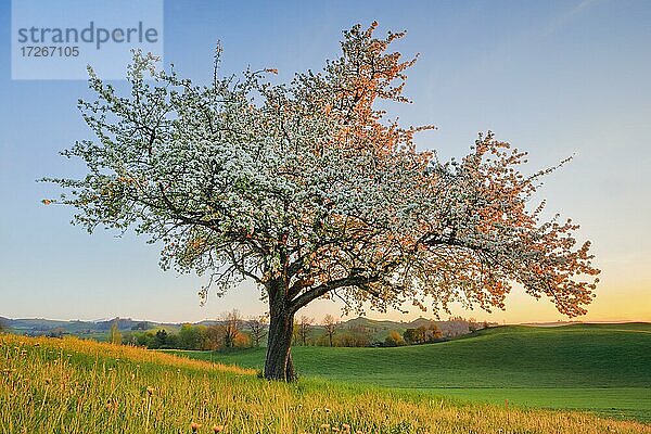 Solitärbaum  Blühender Birnbaum im Frühling bei Sonnenuntergang auf dem Hirzel  Schweiz  Europa
