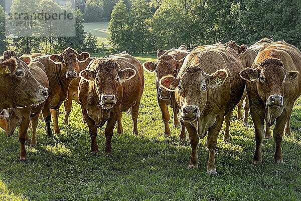 Kühe  Hausrinder (Bos taurus) der hornlosen Rasse Deutsch Angus auf einer Weide  Hessen  Deutschland  Europa
