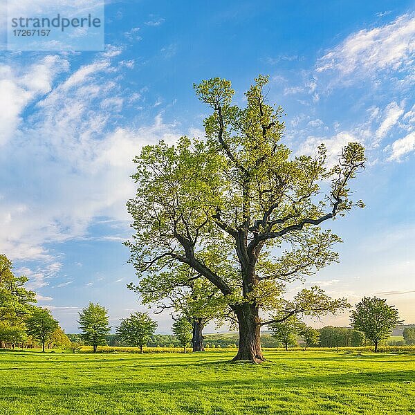 Wiese mit alten knorrigen solitären Eichen (Quercus robur) im Frühling unter blauem Himmel  ehemalige Hutebäume  Naturdenkmal  Abendlicht  Reinhardswald  Hessen  Deutschland  Europa