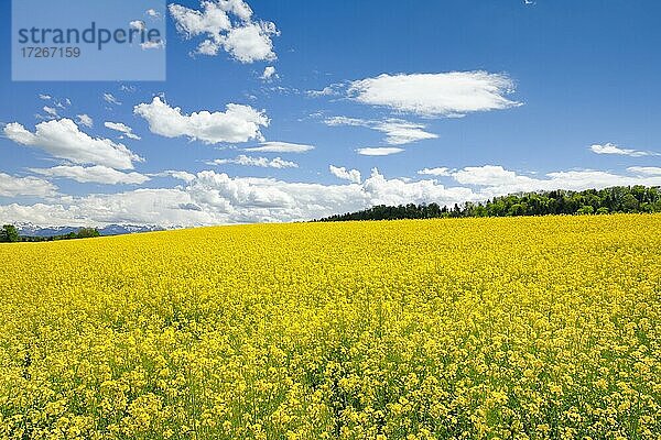 Blühendes Rapsfeld unter blauem Himmel  Schweiz  Europa