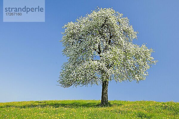 Solitärbaum  bühender Birnbaum im Frühling in blühender Wiese  Zürcher Oberland  Schweiz  Europa
