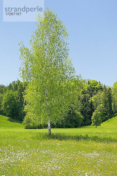 Einzelne Birke in Blumenfeld bei Sonnenschein im Frühling  Maur im Kanton Zürich  Schweiz  Europa