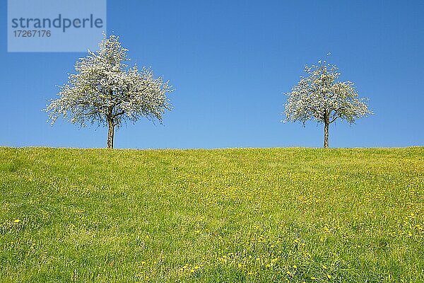 Blühende Birnbäume im Frühling in blühender Wiese  bei Neuheim im Kanton Zug  Schweiz  Europa