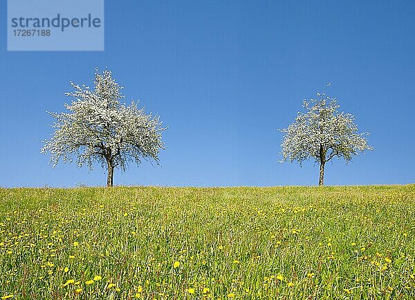 Blühende Birnbäume im Frühling in blühender Wiese  bei Neuheim im Kanton Zug  Schweiz  Europa