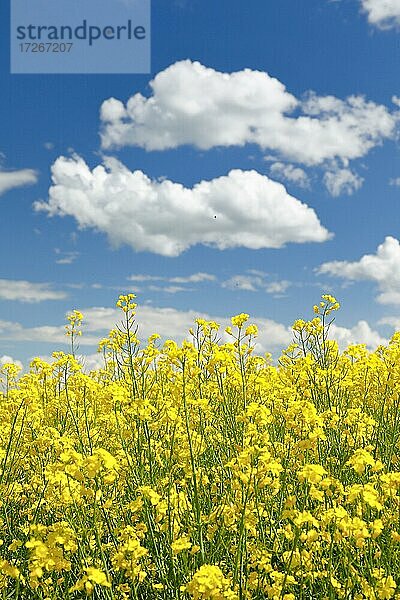 Blühendes Rapsfeld unter blauem Himmel  Schweiz  Europa