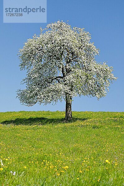 Alleinstehender  bühender Birnbaum im Frühling in blühender Wiese  Zürcher Oberland  Schweiz  Europa