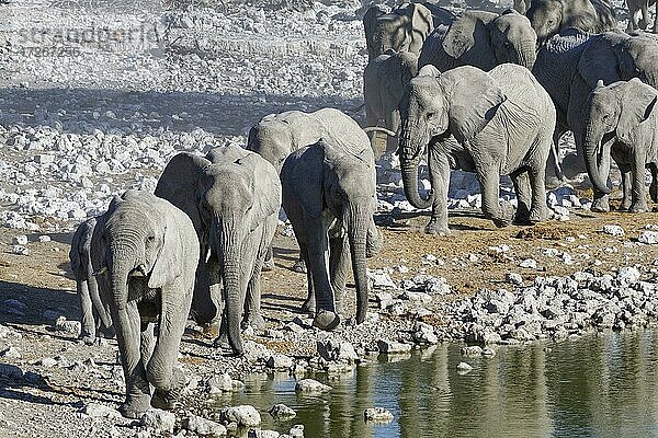 Afrikanische Elefanten (Loxodonta africana)  Herde auf dem Weg zum Okaukuejo-Wasserloch  Etosha-Nationalpark  Namibia  Afrika