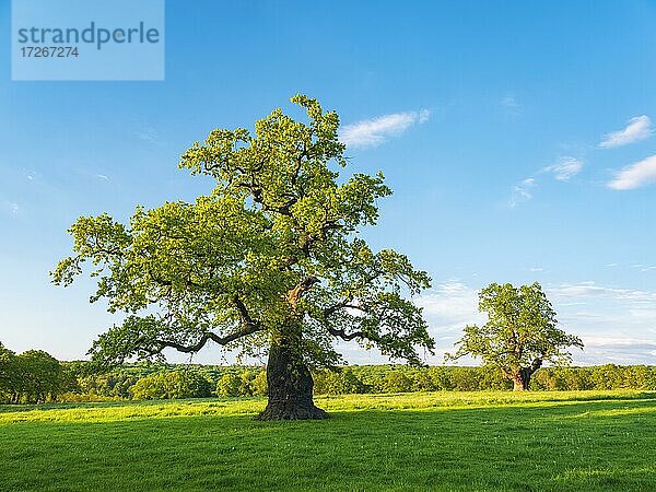Wiese mit alten knorrigen solitären Eichen (Quercus robur) im Frühling unter blauem Himmel  ehemalige Hutebäume  Naturdenkmal  Abendlicht  Reinhardswald  Hessen  Deutschland  Europa