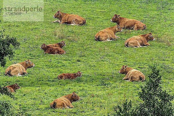 Kühe  Hausrinder (Bos taurus) der hornlosen Rasse Deutsch Angus ruhen auf einer Weide  Hessen  Deutschland  Europa
