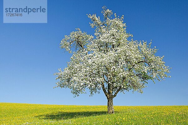 Solitärbaum  bühender Birnbaum im Frühling in blühender Wiese  Zürcher Oberland  Schweiz  Europa